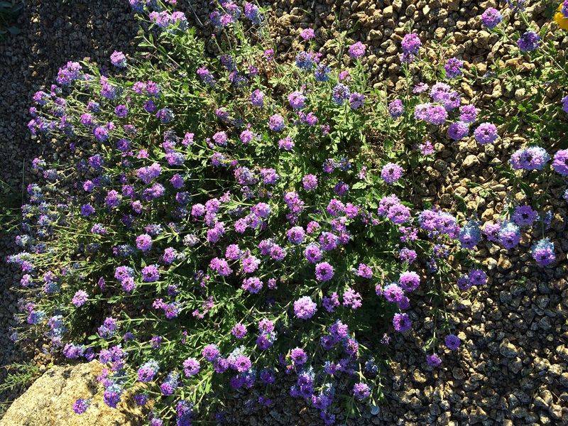Goodding's Verbena in Arizona Gardens