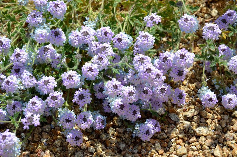Gooding's Verbena (Glandularia gooddingii) Gooding's Verbena (Glandularia gooddingii)