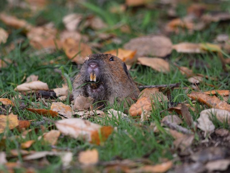 Gophers Spend Most Of Their Time Below Ground
