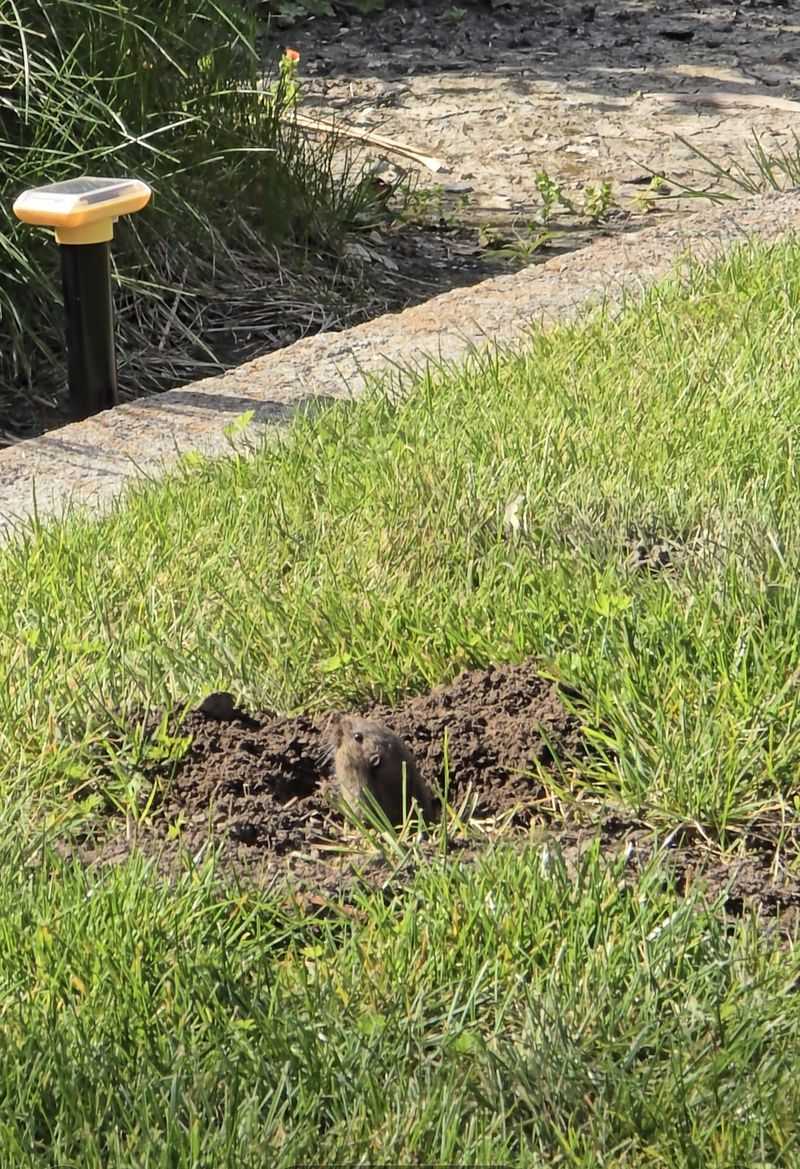 Gophers Usually Leave Soil Mounds Behind Gophers Usually Leave Soil Mounds Behind