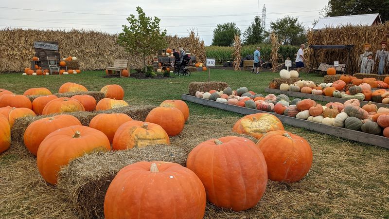 Grab Fresh Donuts At Fleitz Pumpkin Farm Near Toledo Grab Fresh Donuts At Fleitz Pumpkin Farm Near Toledo