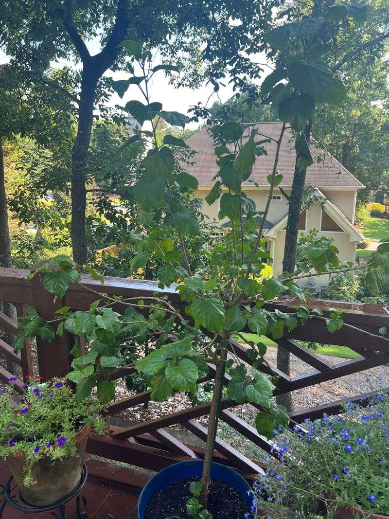 Gradual Spring Acclimation Helps Prevent Shock When Hibiscus Returns Outside Gradual Spring Acclimation Helps Prevent Shock When Hibiscus Returns Outside
