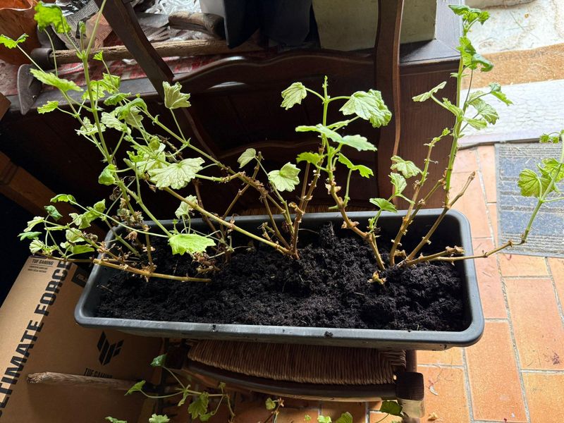 Gradually Acclimate Plants Before Returning Them Outdoors In Spring