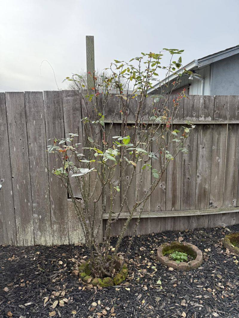 Grandiflora Roses Need Protection From Late Pruning Grandiflora Roses Need Protection From Late Pruning