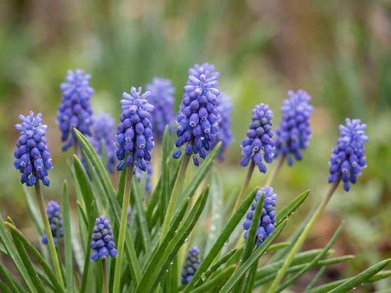 Grape Hyacinth (Muscari) Grape Hyacinth (Muscari)