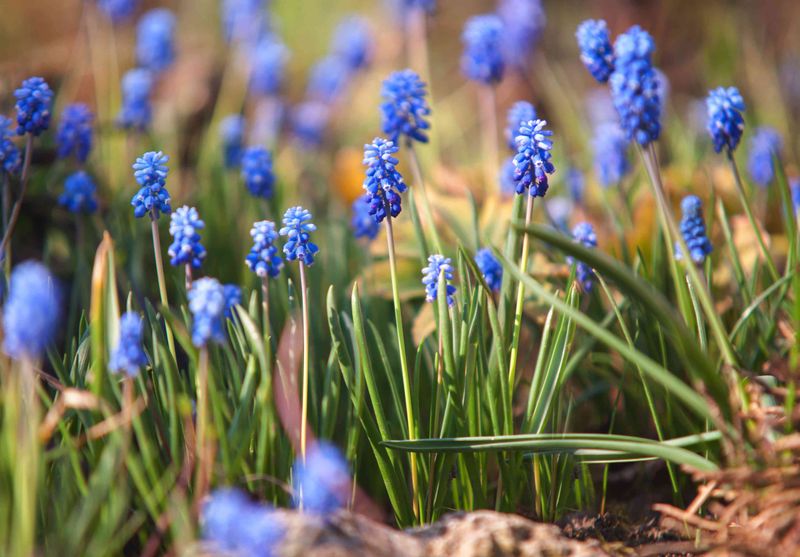 Grape Hyacinths Grape Hyacinths