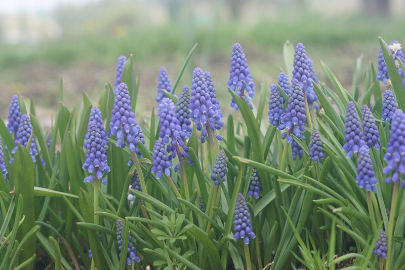 Grape Hyacinths Add Easy Color Along Garden Edges