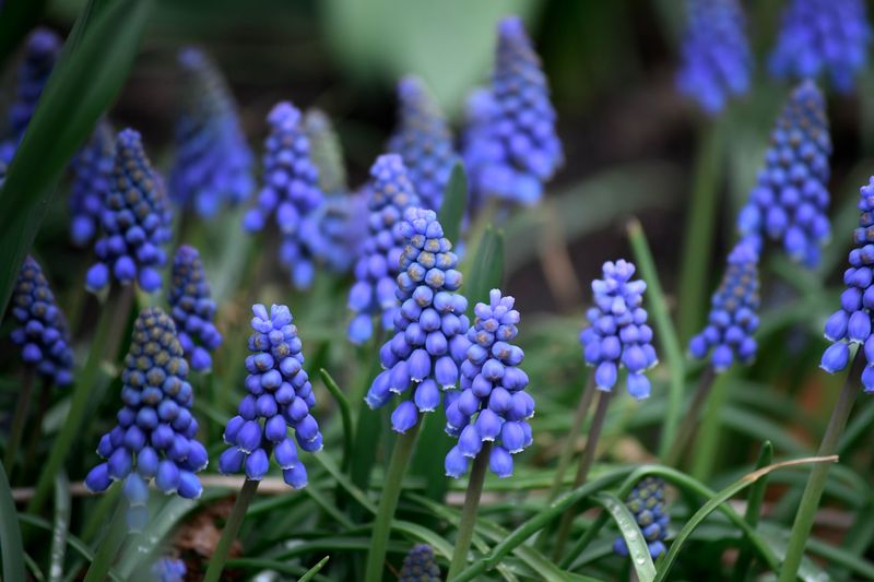 Grape Hyacinths Create Dense Blue Flower Clusters Grape Hyacinths Create Dense Blue Flower Clusters