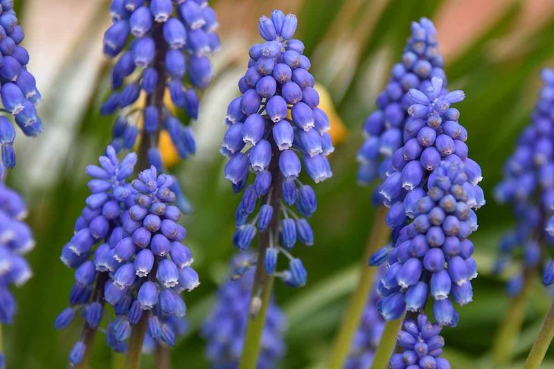 Grape Hyacinths Edge Oregon Paths Grape Hyacinths Edge Oregon Paths