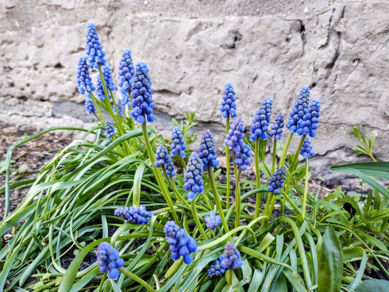 Grape Hyacinths Fill Garden Beds With Clusters Of Blue Grape Hyacinths Fill Garden Beds With Clusters Of Blue