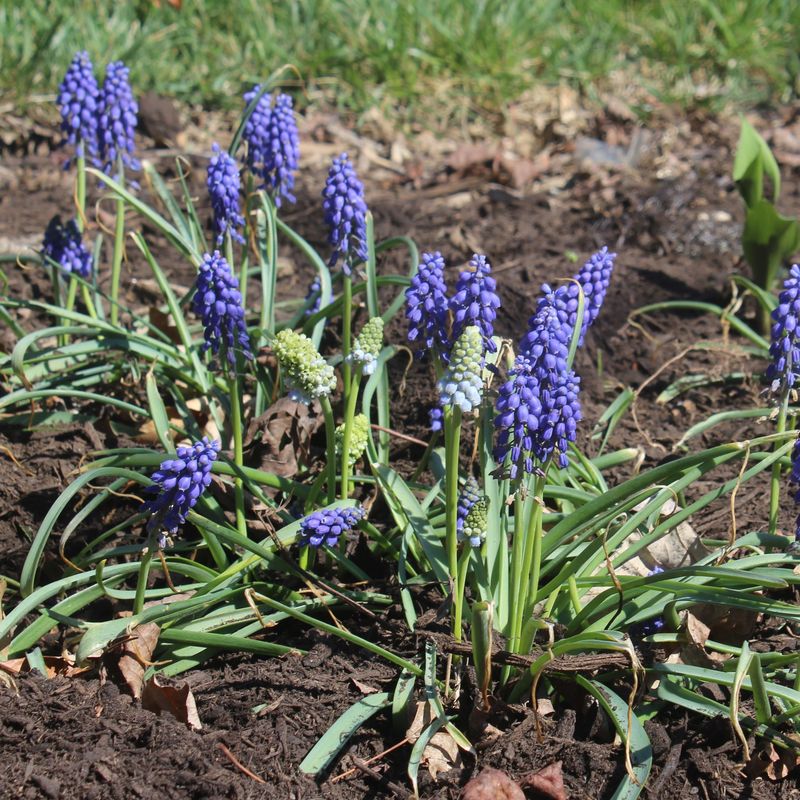 Grape Hyacinths Fit Naturally Into Later Fall Planting Plans
