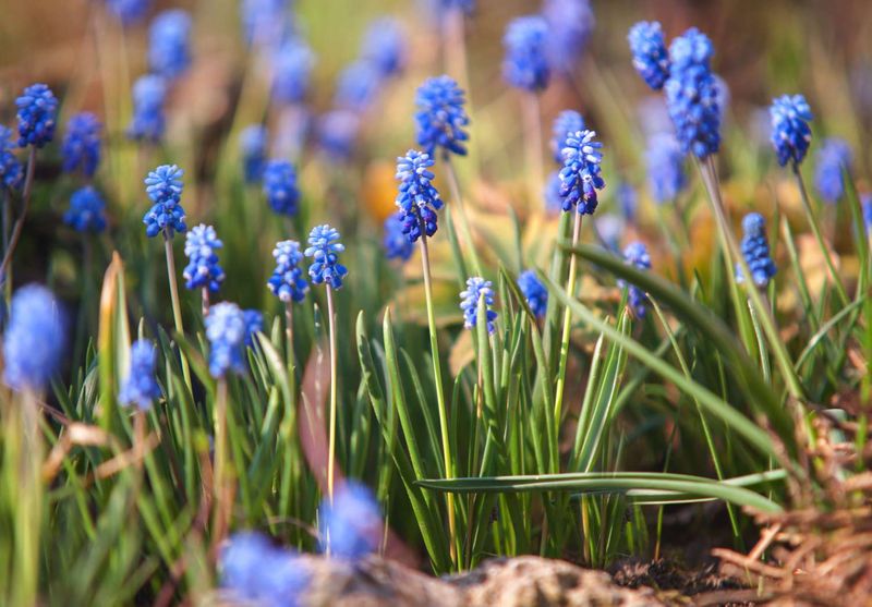 Grape Hyacinths