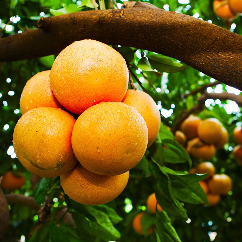 Grapefruit