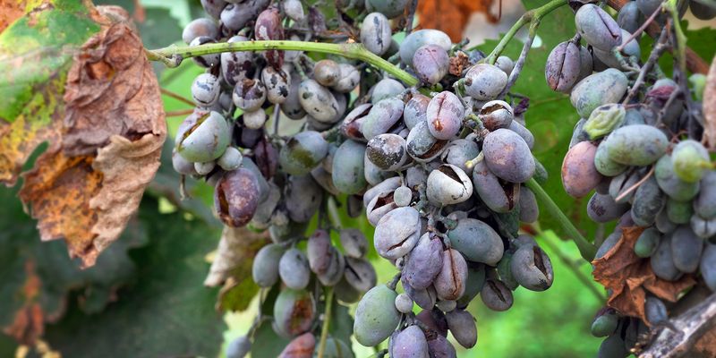 Grapes Can Carry Mildew Into Harvest
