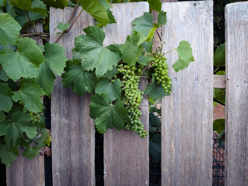 Grapes Turn Fence Lines Into Productive Vertical Gardens Grapes Turn Fence Lines Into Productive Vertical Gardens