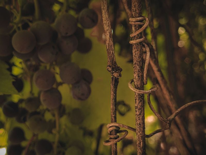 Grapevines And Young Trees Feel It Worst Grapevines And Young Trees Feel It Worst