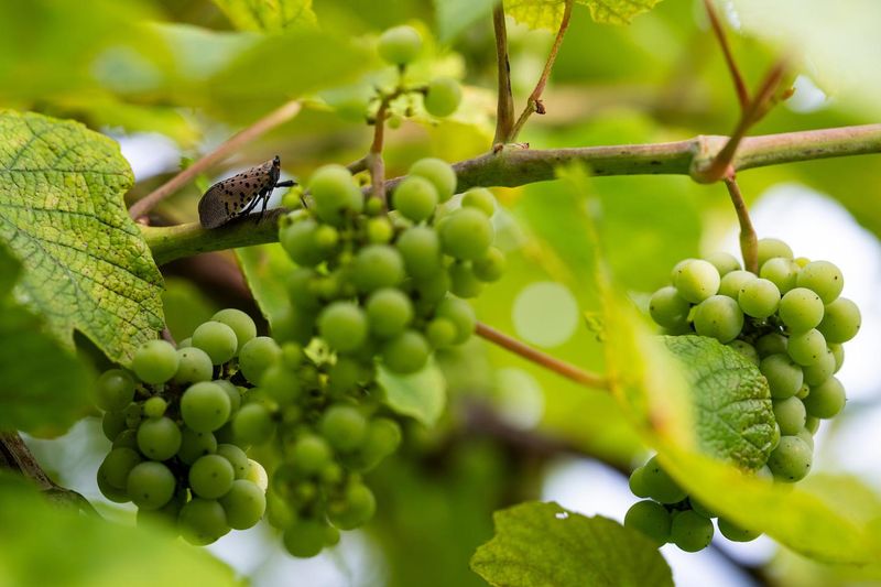 Grapevines Are A Major Target For Spotted Lanternflies Grapevines Are A Major Target For Spotted Lanternflies