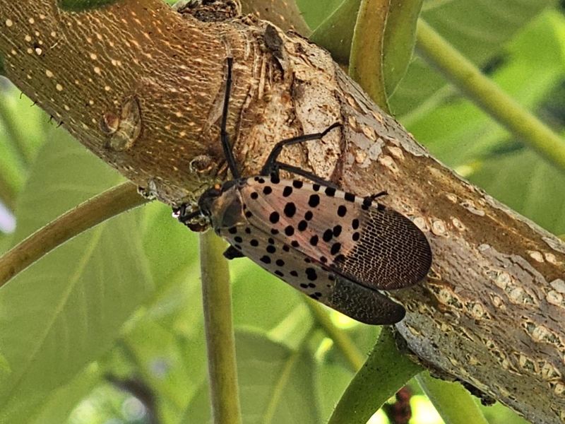 Grapevines Can Draw Heavy Lanternfly Activity