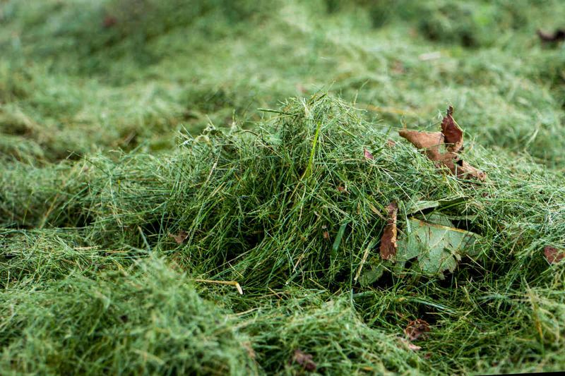 Grass Clippings Return Nutrients To Michigan Lawns