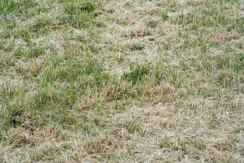 Grass Naps Through Summer While Weeds Punch The Clock