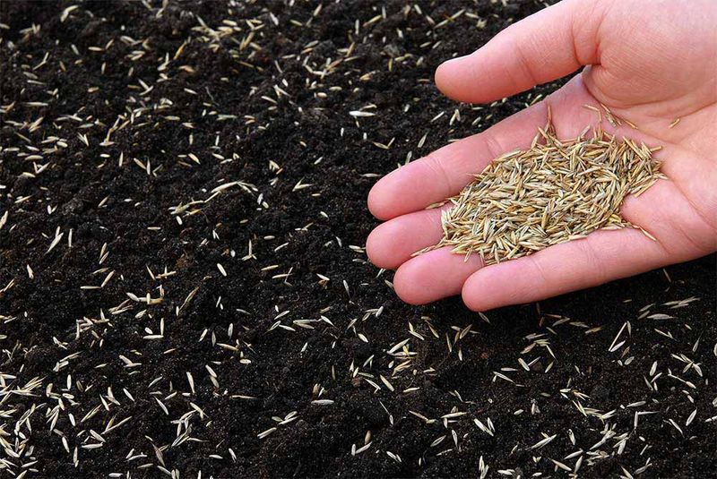 Grass Seed Needs Contact With The Soil