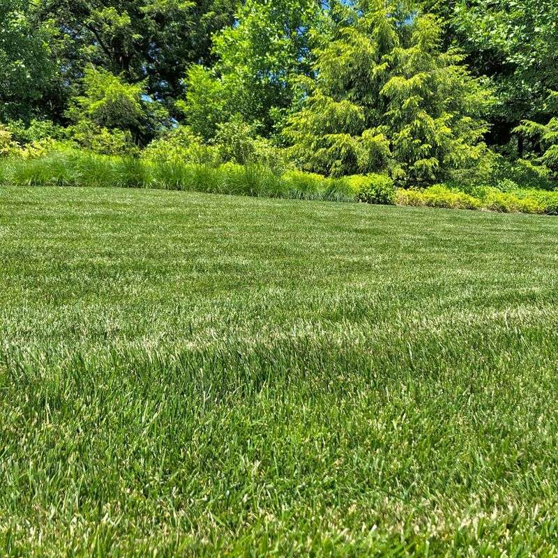Grass Seed That Can Actually Use The Window Grass Seed That Can Actually Use The Window