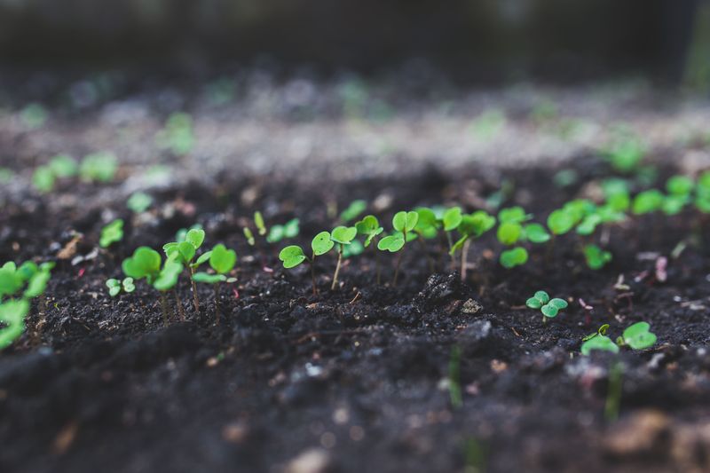 Grass Seeds Need Time To Germinate Before Winter Hits