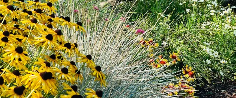 Grasses offer shelter, while flowers supply pollinator food Grasses offer shelter, while flowers supply pollinator food