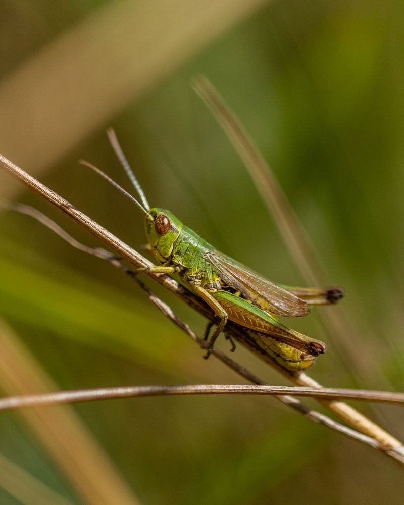 Grasshoppers