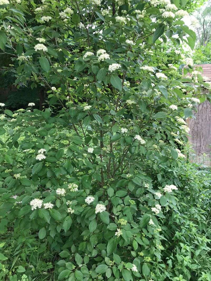 Gray Dogwood Draws A Steady Crowd