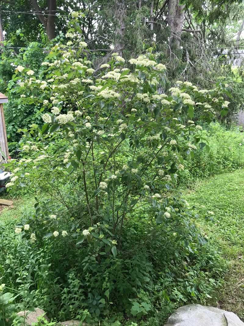 Gray Dogwood For Fast, Thicket-Forming Growth