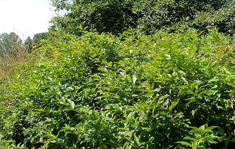 Gray Dogwood For Tough Hillsides
