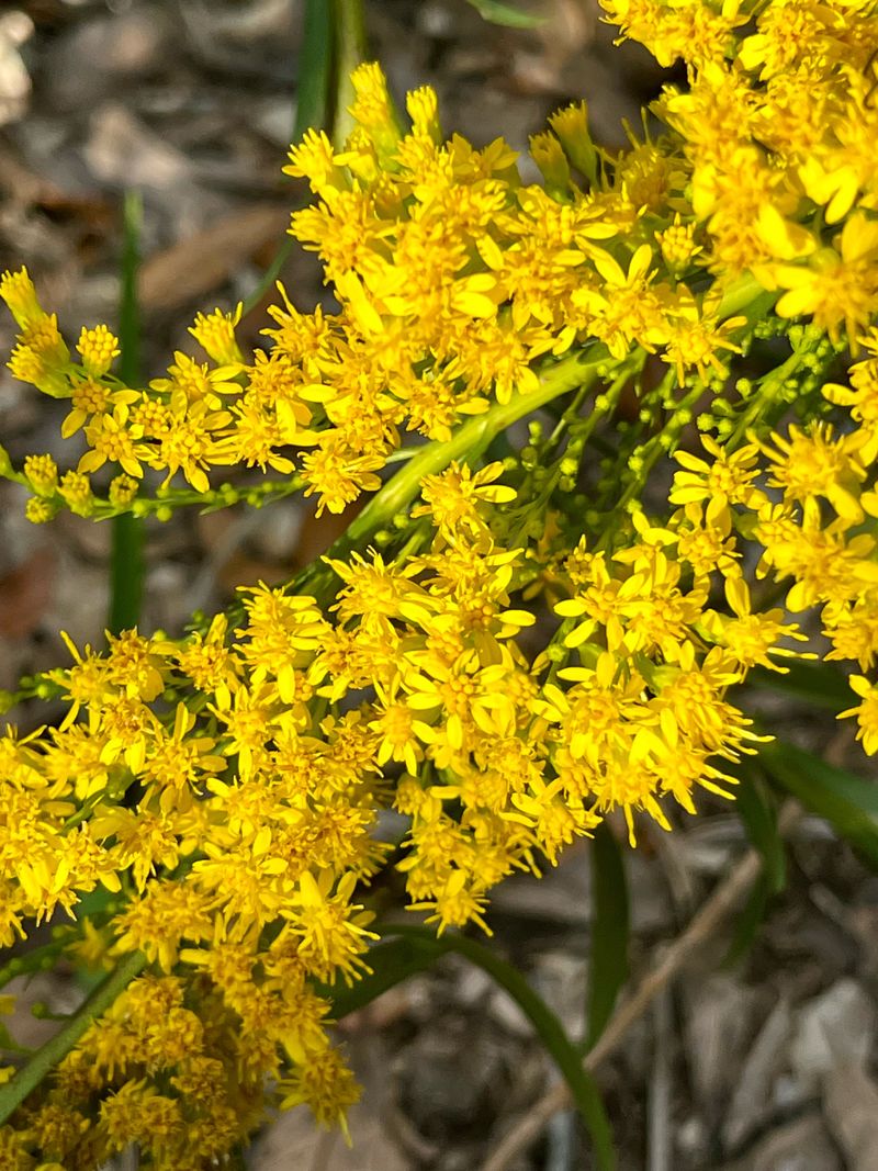 Gray Goldenrod Brings Bright Yellow Color In Fall