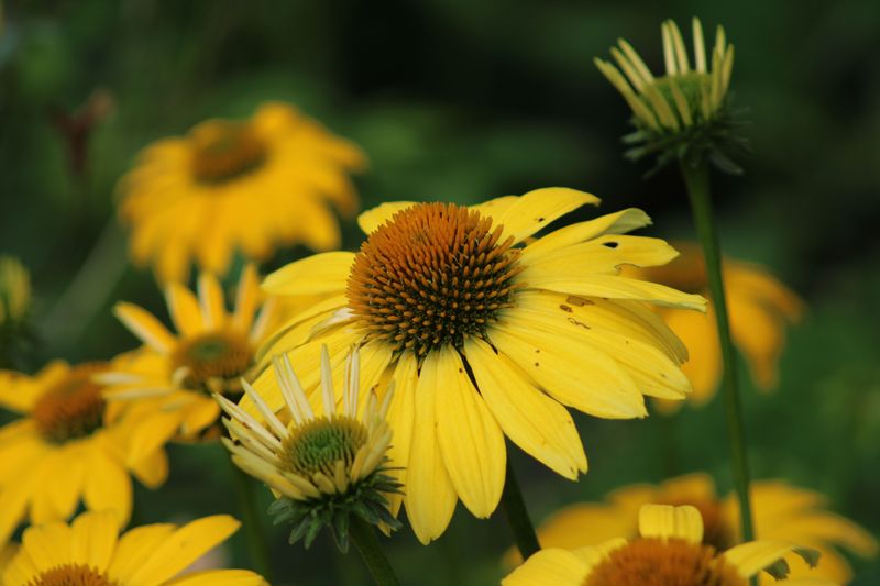 Gray-Headed Coneflower With Its Tiny Thimble Heads