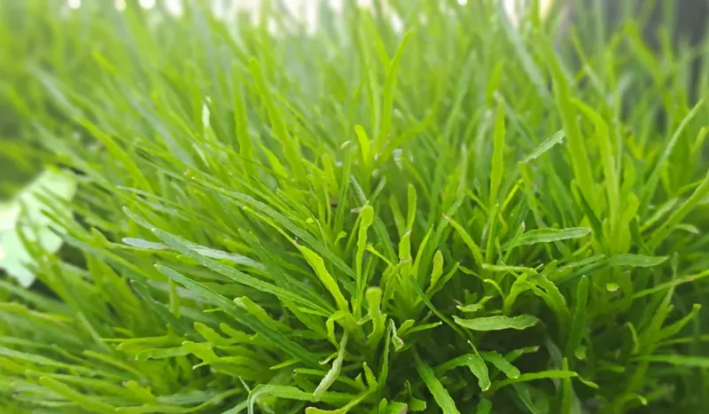 Gray Leaf Spot Can Thin New Growth During Florida’s Humid Stretch