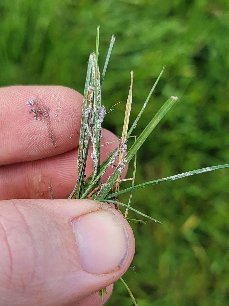 Gray Leaf Spot Is The Culprit Behind Those Tiny Marks
