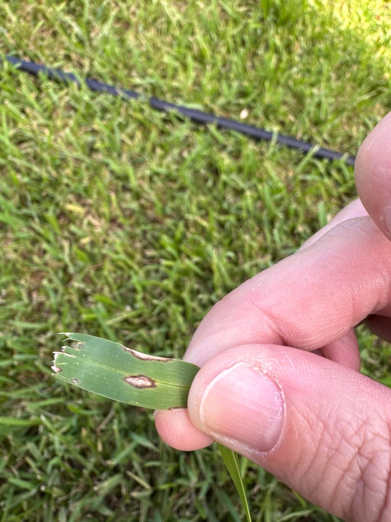 Gray Leaf Spot Speckling Shady Corners