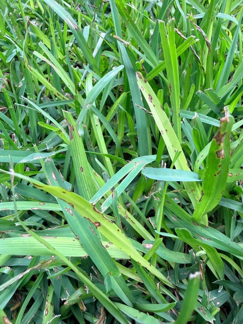 Gray Leaf Spot Speckling The Blades