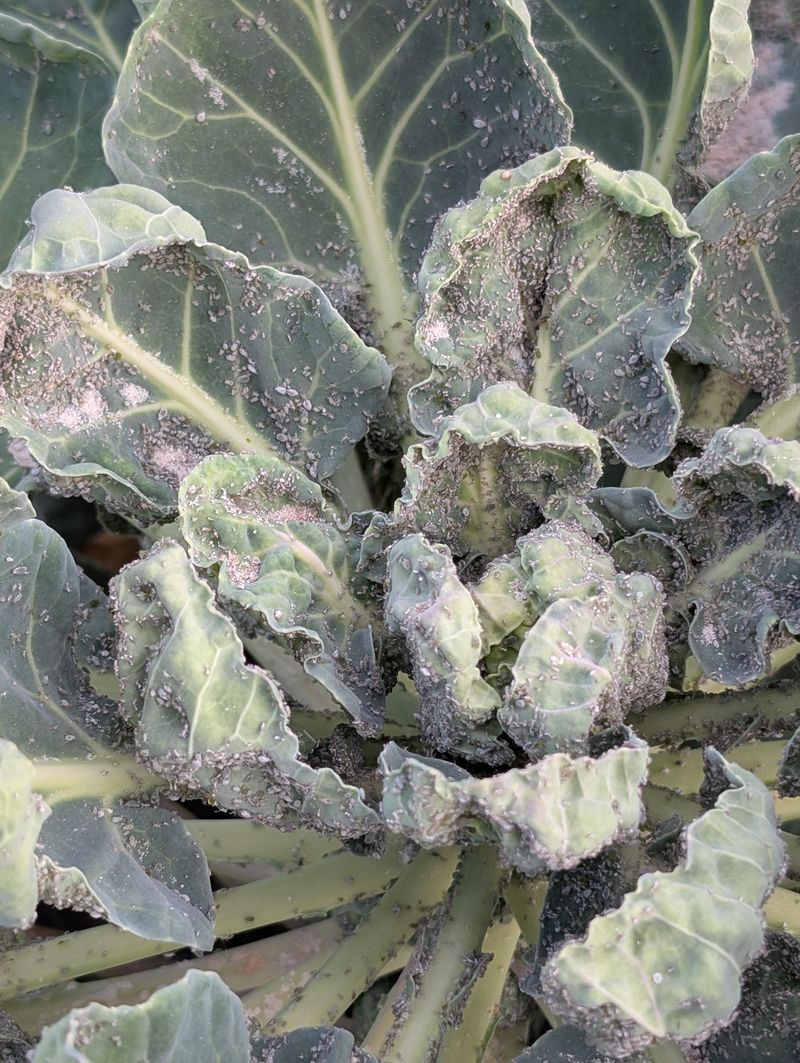 Grayish White Clusters Point To Cabbage Aphids Grayish White Clusters Point To Cabbage Aphids