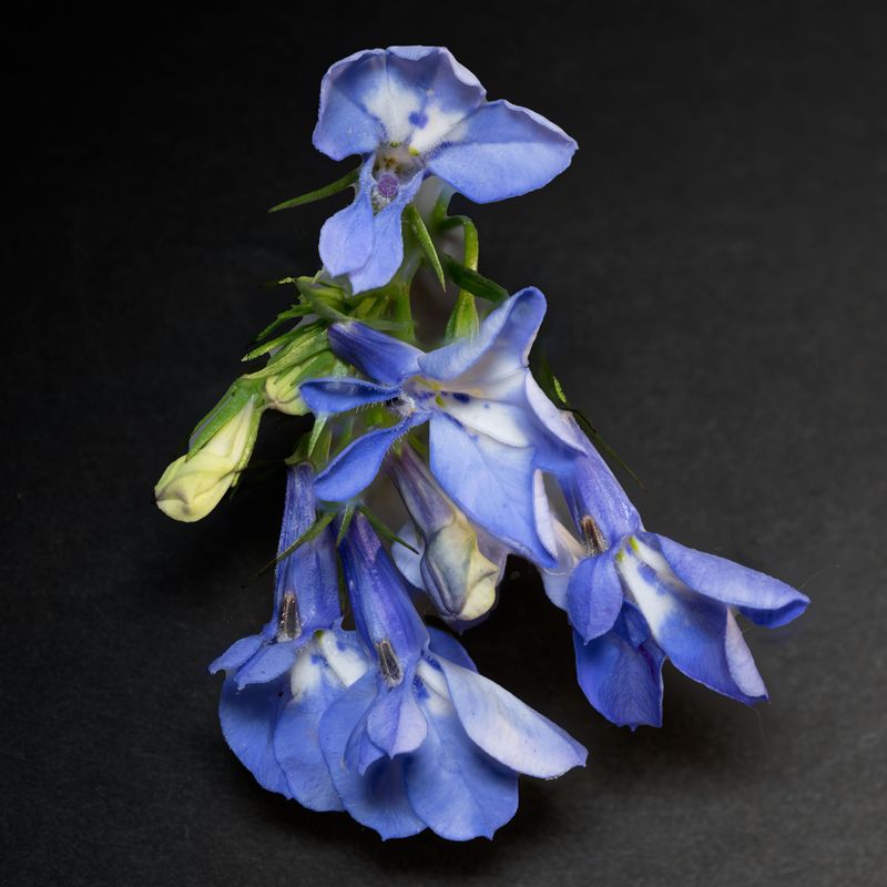 Great Blue Lobelia Brightens Damp, Partly Shaded Spots