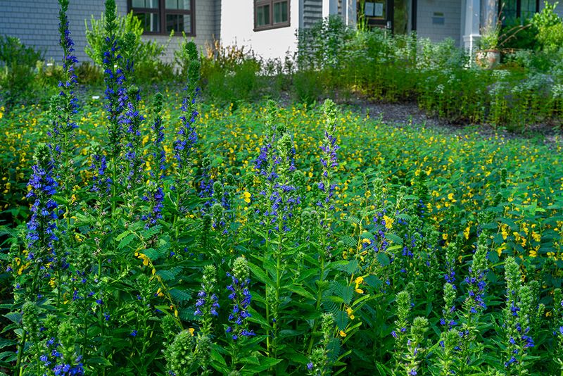 Great Blue Lobelia (Lobelia siphilitica) Great Blue Lobelia (Lobelia siphilitica)