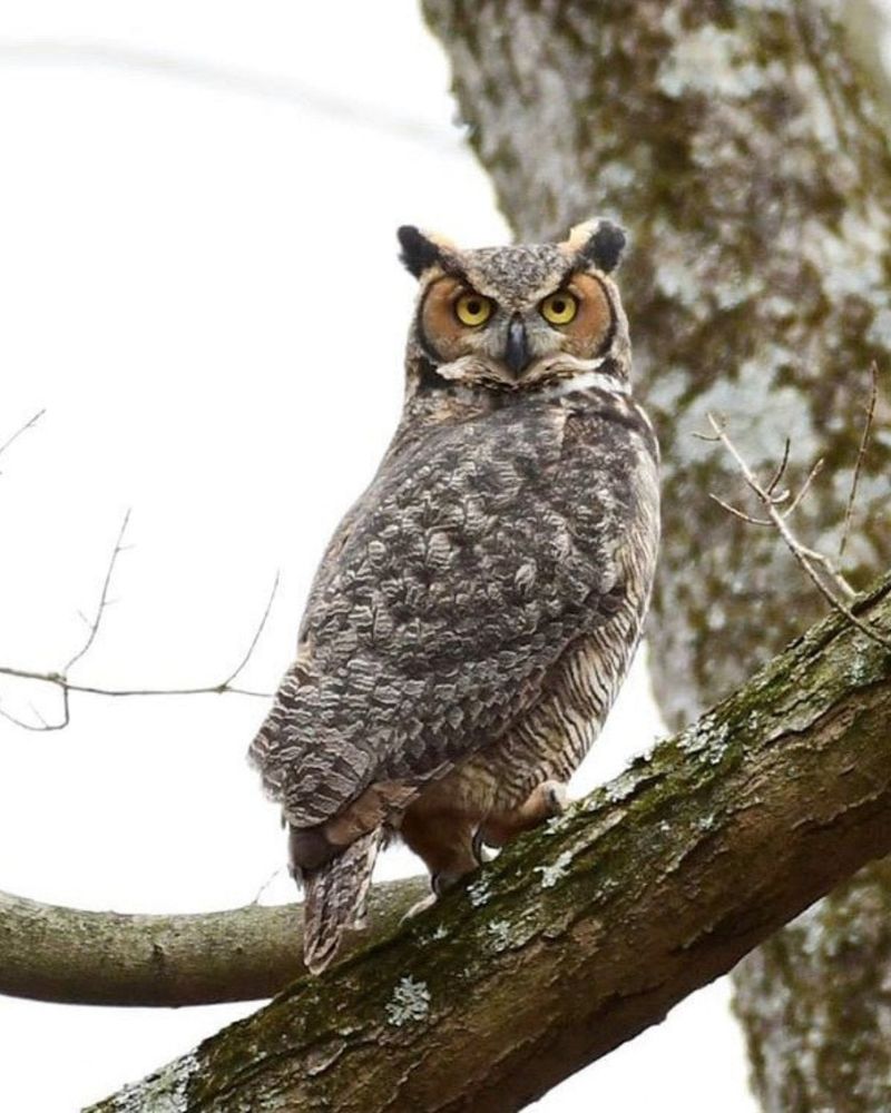 Great Horned Owls Start Courting Early