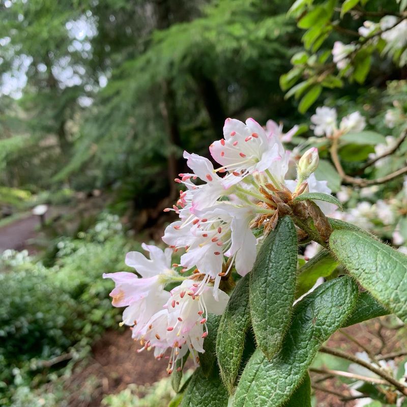 Great Rhododendron Builds A Leafy Fortress In The Shade Great Rhododendron Builds A Leafy Fortress In The Shade