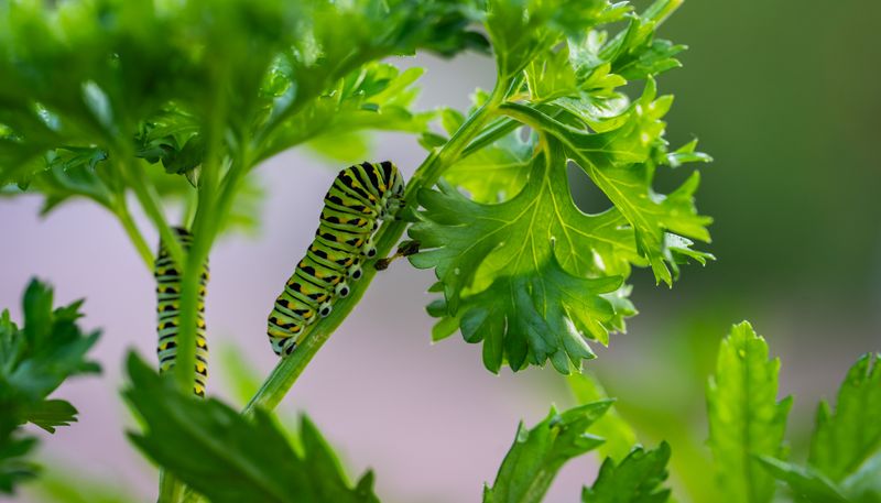 Green And Black Striped Caterpillars Clinging To Stalks