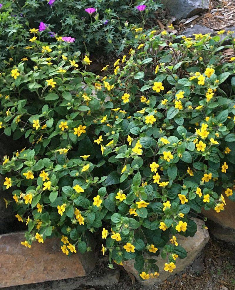 Green And Gold (Chrysogonum Virginianum)