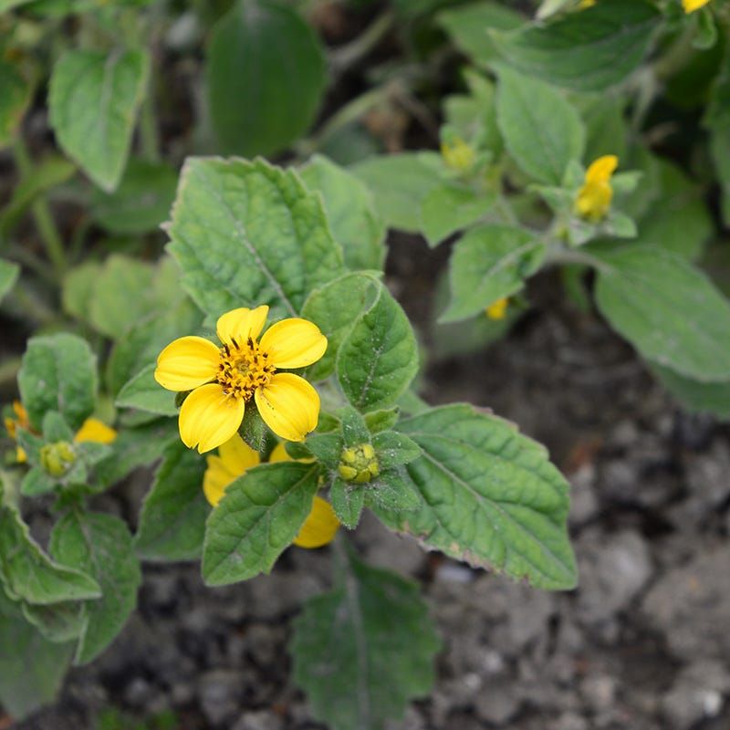 Green And Gold Spreads Into A Dense Low Groundcover