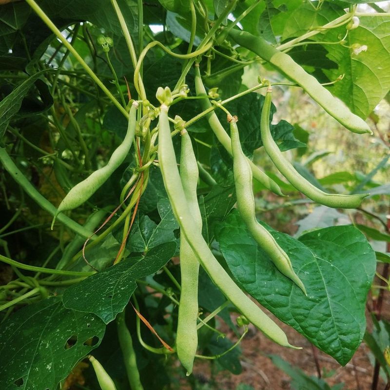 Green Beans