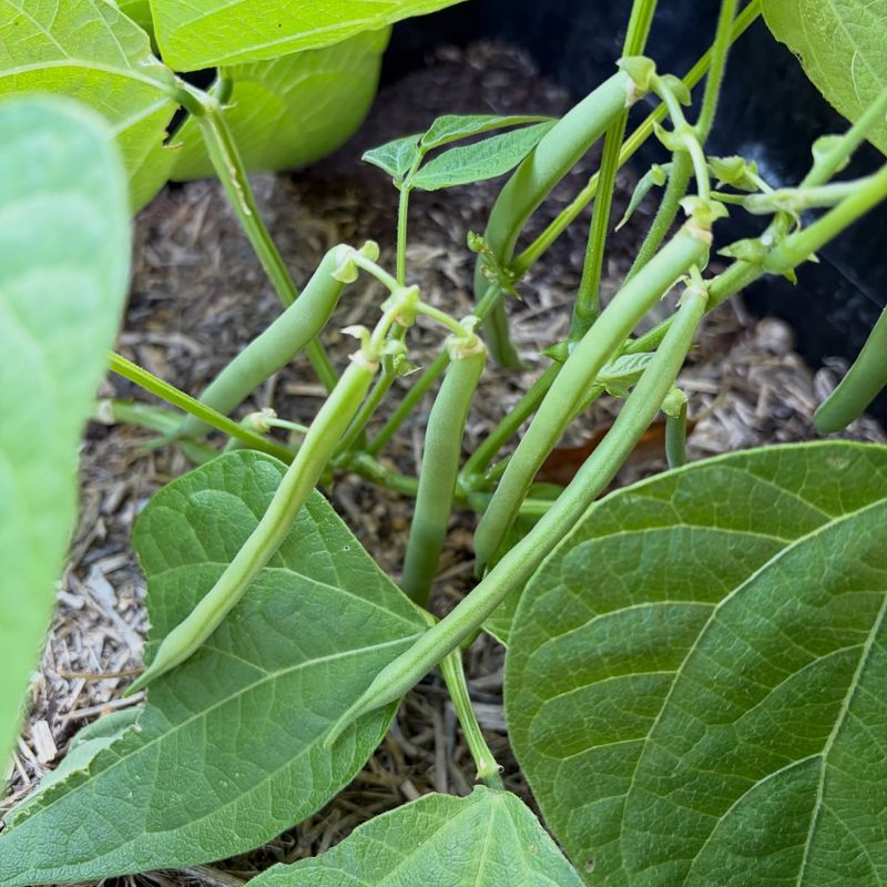 Green Beans Green Beans