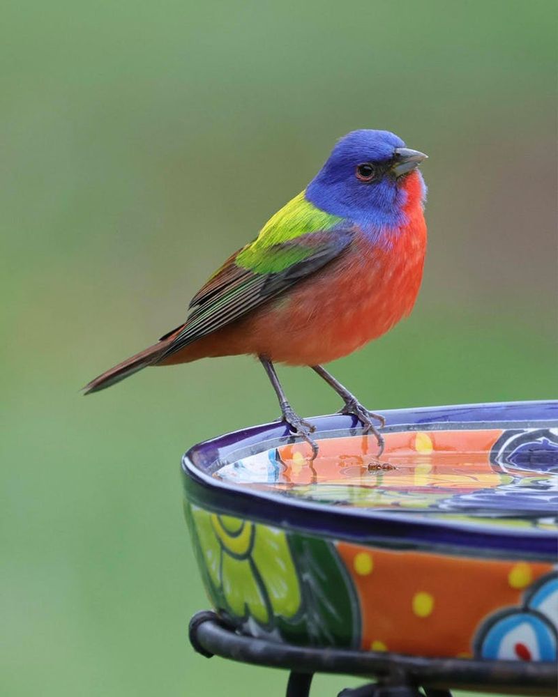 Green Females And Young Birds Are Easy To Overlook