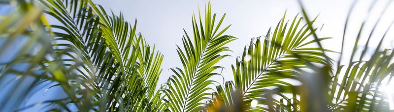 Green Fronds Are The Palm's Food Factory